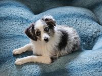 Mini Aussie (Miniature Australian Shepherd) Hündin, 5 Monate