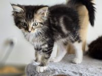 Traumhafte Ragdoll/Maine Coon Edelmix kitten