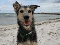 liebe Schäfermischlingshündin