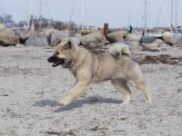 3 Jährige Eurasierhündin