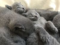 Reinrassige Russisch Blaue Kitten