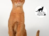 Liebevolle und verspielte Abessinier-Katze