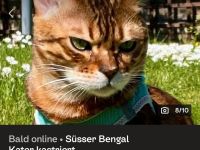 Bengalkater 5 Jahre kastriert gechipt