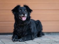 Kuschelfan Odi sucht ein Zuhause