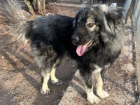 Phil - bist Du seine zweite Chance für ein schönes Leben ?😊