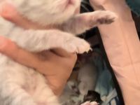 Bkh Britisch kurzhaar kitten Katzen