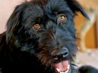 Igor, ein Prachtbursche, sucht ein Zuhause