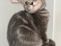 BKH Kitten reinrassig Farbe Silver Tabby