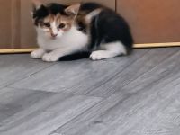 Katzenbaby Glückskatze