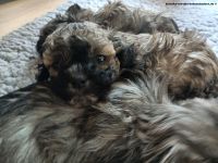 Bolonka Zwetna Welpen von der reinrassigen Hundezucht von den Hohenstaufern in Adelberg, Raum GP