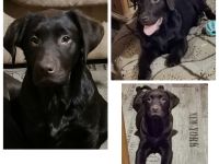 Labrador Junghündin, 12 Monate, braun