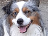 Miniature Australian Shepherd Deckrüde