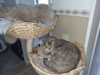 Britisch Kurzhaar Bkh mit Stammbaum