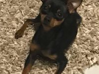 Deckrüde mit Erfahrung, Prager Rattler