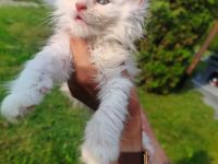 Piekne koty Shaded do hodowli