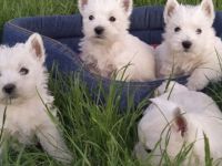 Westi highland white terrier Welpen