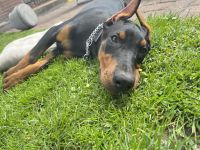 Dobermann Hündin Welpe
