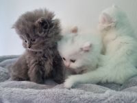 Reinrassige Perser Kitten suchen ein neues Zuhause