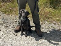 Labrador Junghund aus 03/24