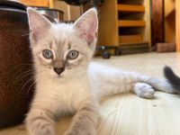 Süsse Katzenbabys zu verkaufen