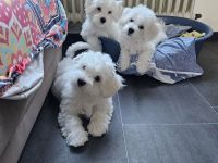 3 Bichon Frise Welpen Rüden 13 Wochen