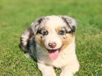 Australian Sheperd Wellpen