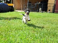 Jack Russell Welpen