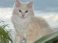 Reinrassiger Ragdollkater mit Stammbaum