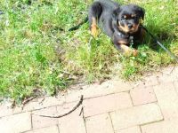 Tiger rottweiler 9 wochen sucht ein zuhause