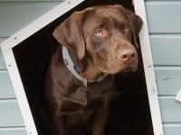 Labrador Deckrüde in Braun