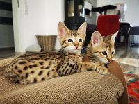 Typvolle F3C  Savannah Kitten TicaCats