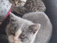 Wir2 BkH Mädchen suchen ein Zuhause!