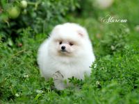 Pomeranian Zwergspitz weiß-creme Teddybärchen Welpen aus Deutscher Zucht