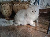 2 Perserkatzen zu verkaufen geimpft, entwurmt, Chip und Pass vorhanden