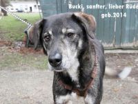 Buck, Schäferhund-Mix, geb. 2014, sucht verständnisvolle, geduldige Besitzer