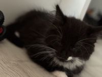 Katzen Kitten
