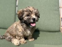 Welpen Hundebabys Havaneser Shih-Tzu 79761 Waldshut-Tiengen, Freiburg, Stuttgart