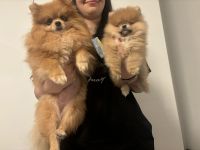 Pomeranian Welpe (Rüde) sucht ein liebevolles Zuhause