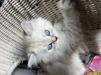 Bkh kitten zu verkaufen