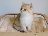 Britisch Kurzhaarkatze