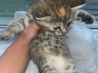 BKH Katzen Baby zu adaptieren