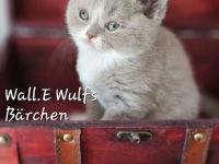 Wir haben freie sehr Typ volle Bärenkinder mit super Stammbaum