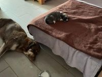 Reinrassige Kanal Welpen