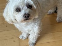 Mini Malteser Rüde sucht Hündin zum Decken