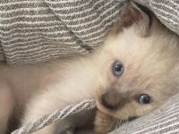 REINRASSIGE LIEBEVOLLE SIAMKITTEN