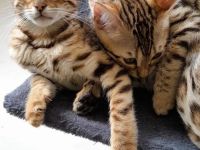 Bengal kitten