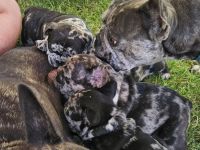 Französische Bulldoggenwelpen