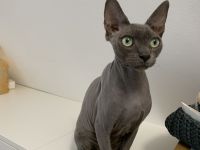 Canadian Sphynx Nacktkatze Katzen Paar
