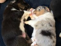 Wunderschöne Australian Shepherd Welpen mit ASCA Papieren