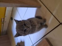 Britisch kurzhaar kitten zu verkaufen